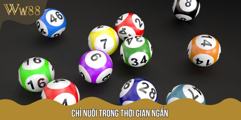 Chỉ nuôi trong thời gian ngắn