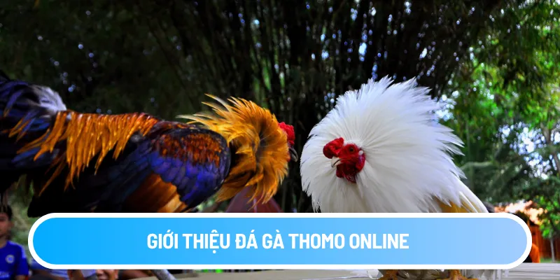 Giới thiệu đá gà THOMO online