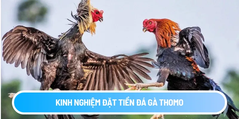Kinh nghiệm đặt tiền đá gà Thomo