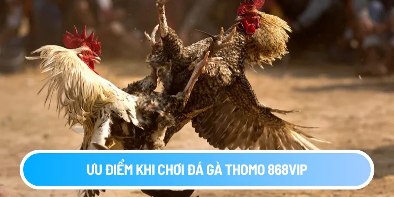 Ưu điểm khi chơi đá gà Thomo 868VIP